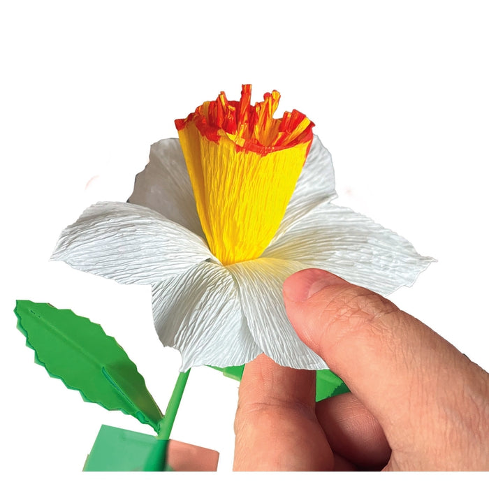 Create your Flowers - Narciso