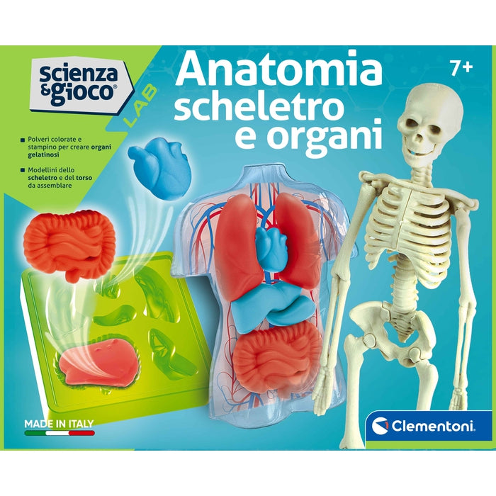 Anatomia Scheletro e Organi