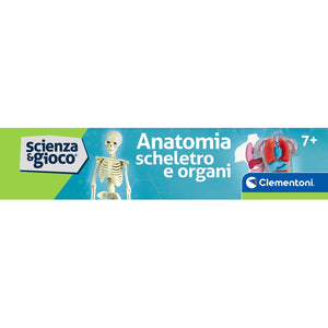 Anatomia Scheletro e Organi