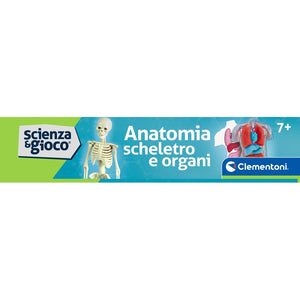 Anatomia Scheletro e Organi