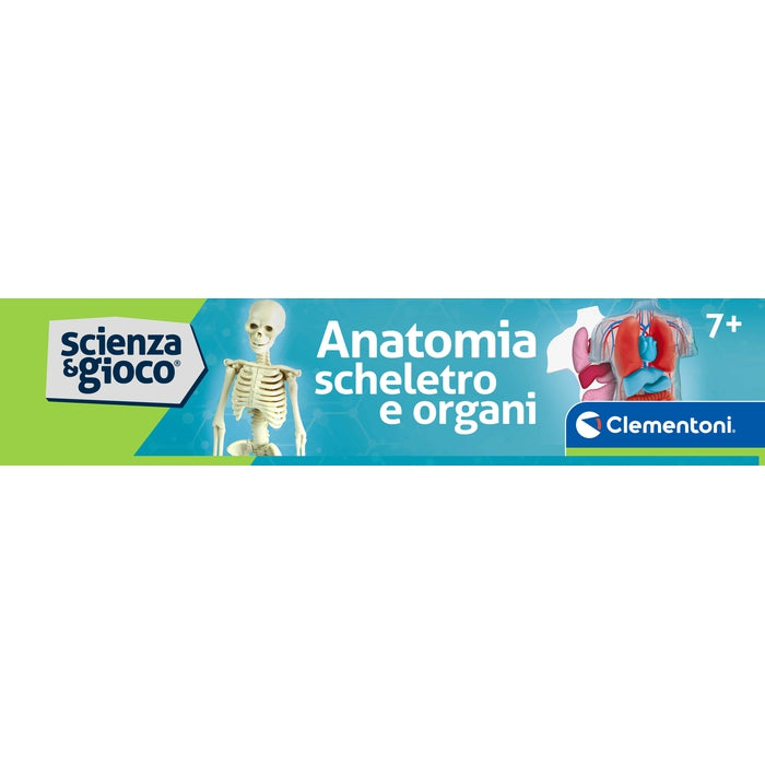 Anatomia Scheletro e Organi