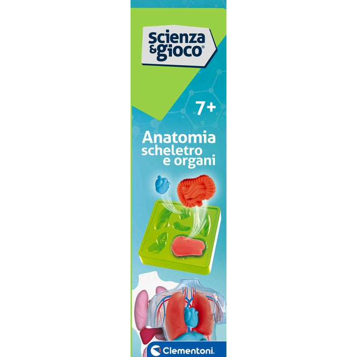 Anatomia Scheletro e Organi