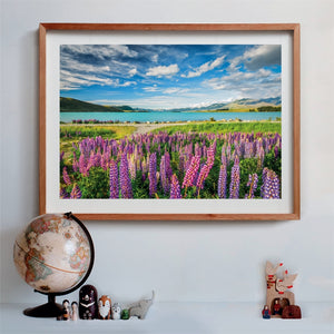 Lupins at Lake Tekapo - 1500 pezzi