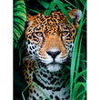 Carica immagine nella galleria, Jaguar in the Jungle - 500 pezzi
