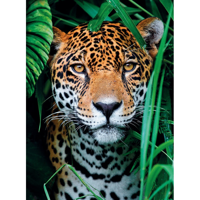 Jaguar in the Jungle - 500 pezzi