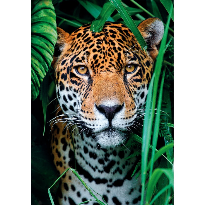 Jaguar in the Jungle - 500 pezzi