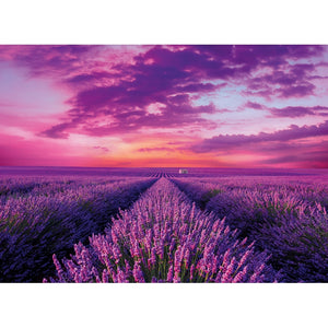 Lavender Field - 1000 pezzi