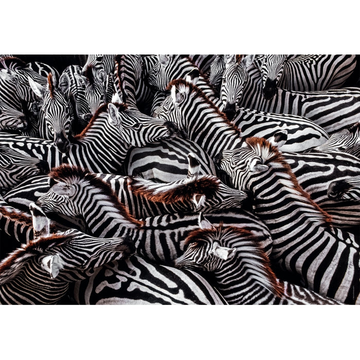 "Zebras in holding pen", by Frans Lanting - 1000 pezzi