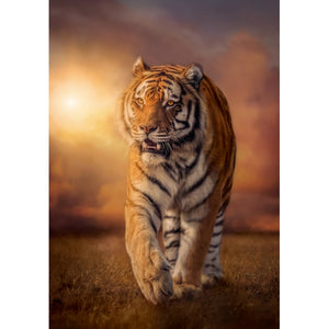 Tiger - 1500 pezzi