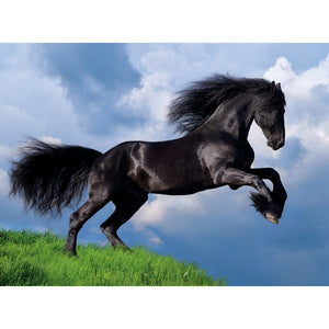 Fresian Black Horse - 500 pezzi