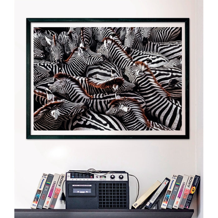 "Zebras in holding pen", by Frans Lanting - 1000 pezzi