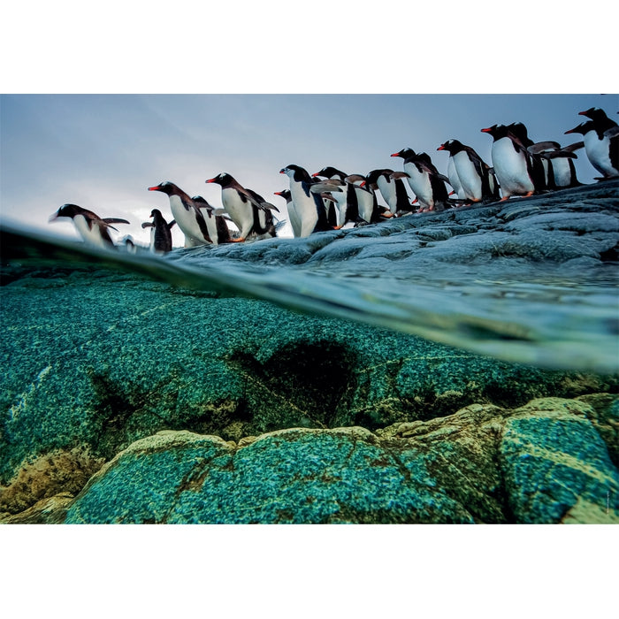 "Gentoo penguins rush to the sea in masse", by Paul Nicklen - 1000 pezzi