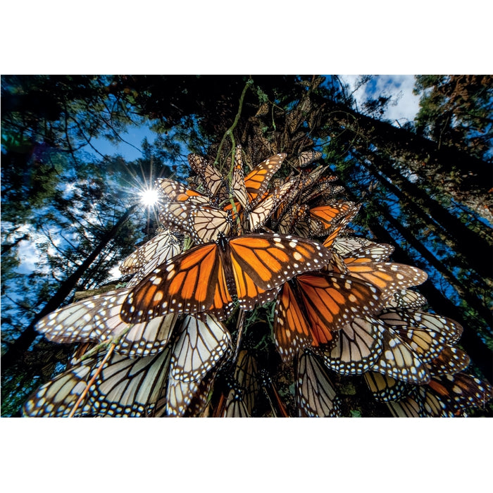 "Millions of monarch butterflies travel to winter roosts in Mexico", by Joel Sartore - 1000 pezzi